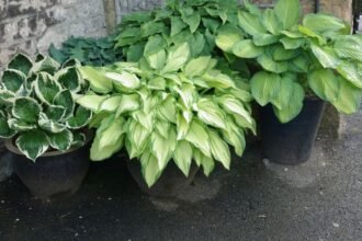 Különböző félárnyékot kedvelő évelő növények csoportja, cserepekben.