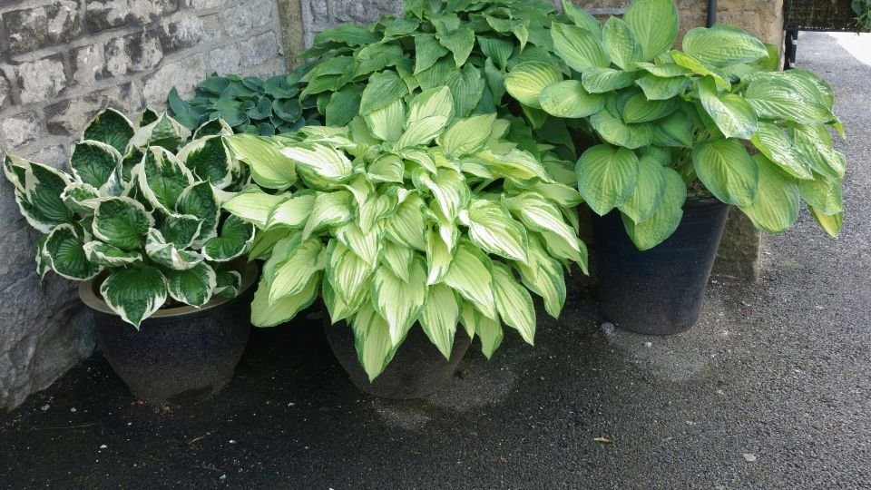 Különböző félárnyékot kedvelő évelő növények csoportja, cserepekben.