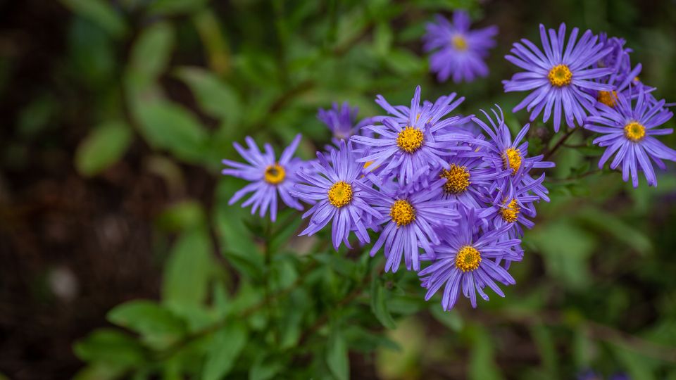 Havasi oszirozsa Aster alpinus 1