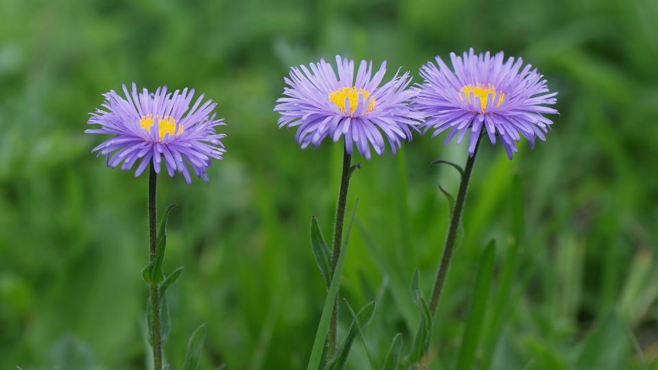 Havasi oszirozsa Aster alpinus 2