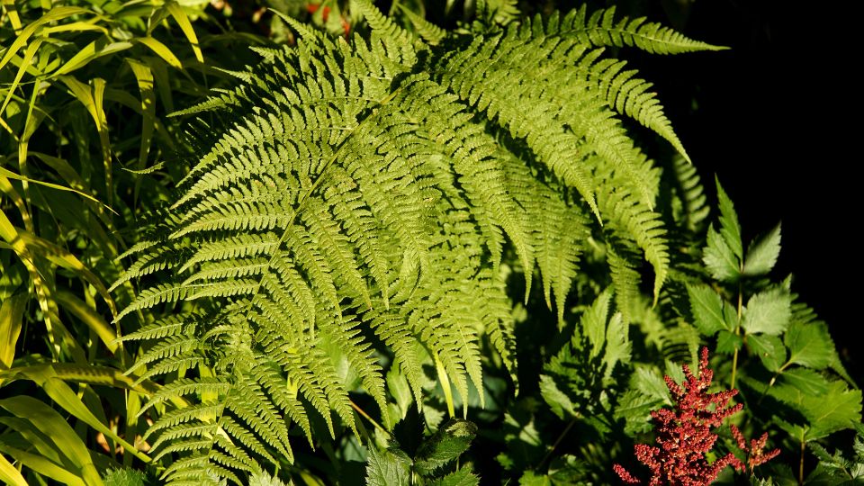 Holgypafrany Athyrium 1