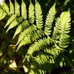 Holgypafrany Athyrium