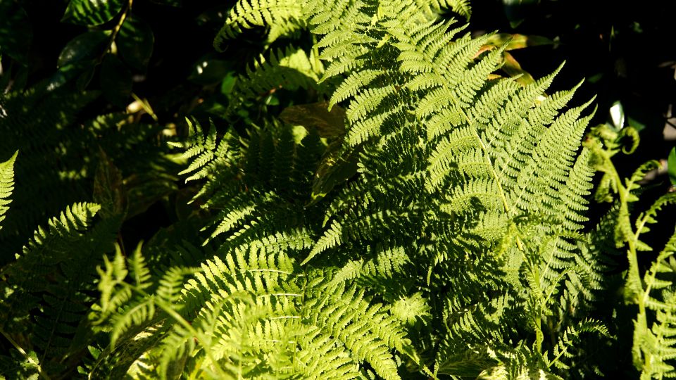 Holgypafrany Athyrium 2