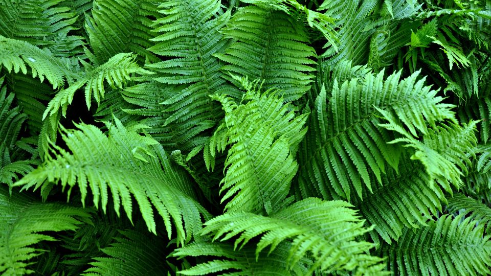 Holgypafrany Athyrium 3