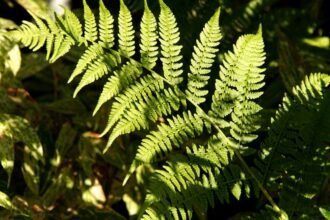 Hölgypáfrány zöld levelei napfényben játszanak, lágy árnyékokkal körülvéve.