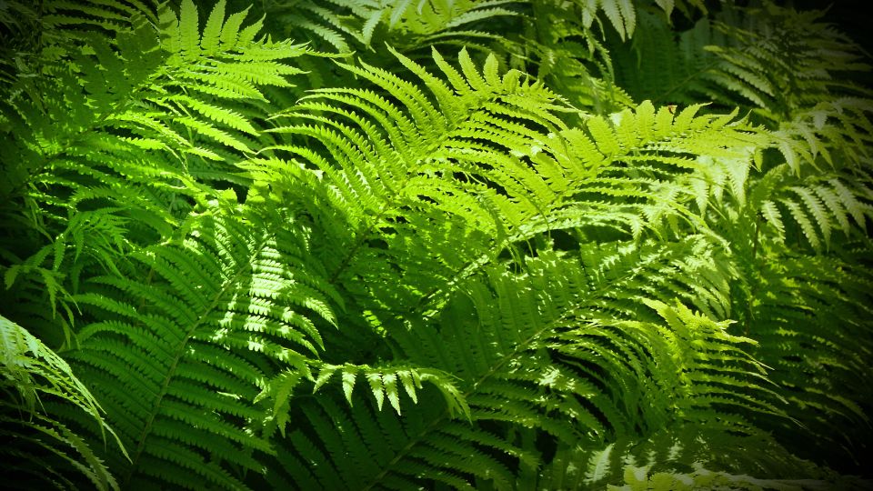 Holgypafrany Athyrium 4