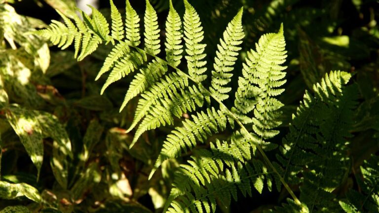 Holgypafrany Athyrium