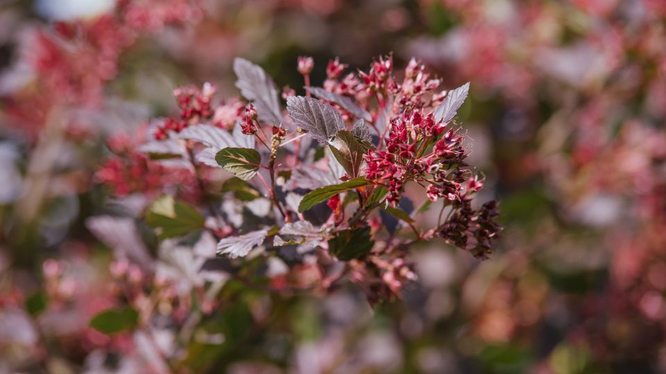 Holyagvesszo Physocarpus opulifolius 1