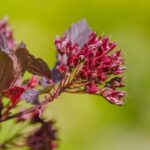 Holyagvesszo Physocarpus opulifolius