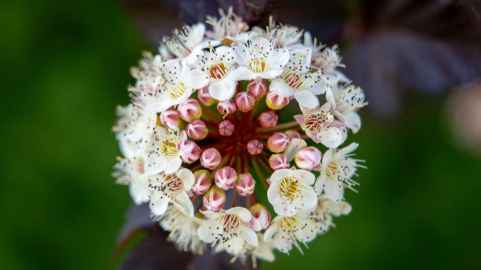 Holyagvesszo Physocarpus opulifolius 2