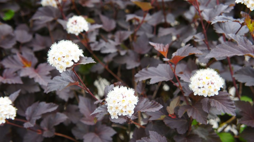 Holyagvesszo Physocarpus opulifolius 3