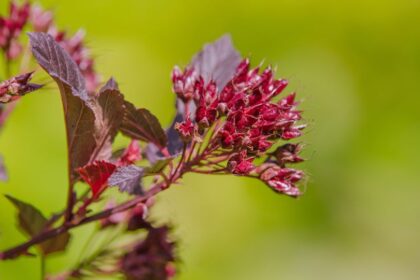 Holyagvesszo Physocarpus opulifolius