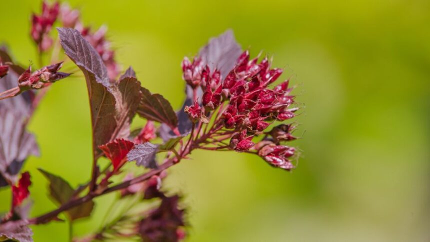 Holyagvesszo Physocarpus opulifolius