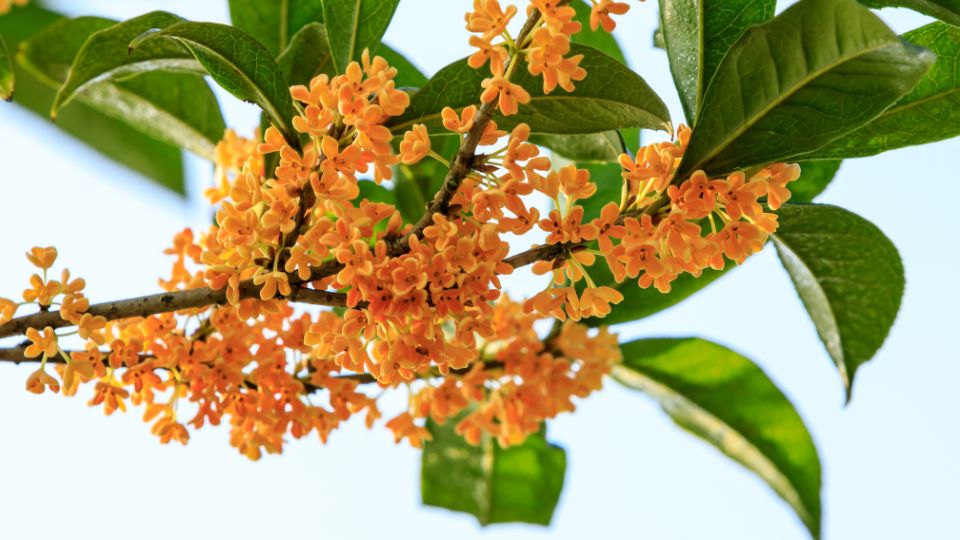 Illatcserje Osmanthus 1