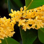 Illatcserje Osmanthus