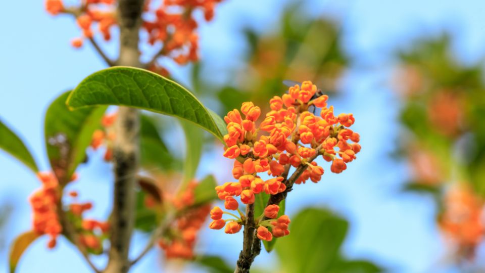 Illatcserje Osmanthus 2