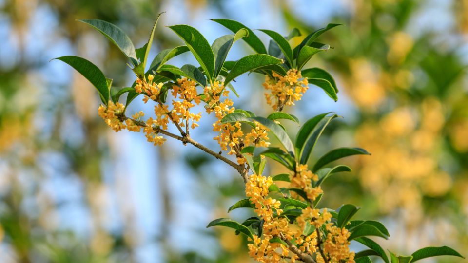 Illatcserje Osmanthus 3
