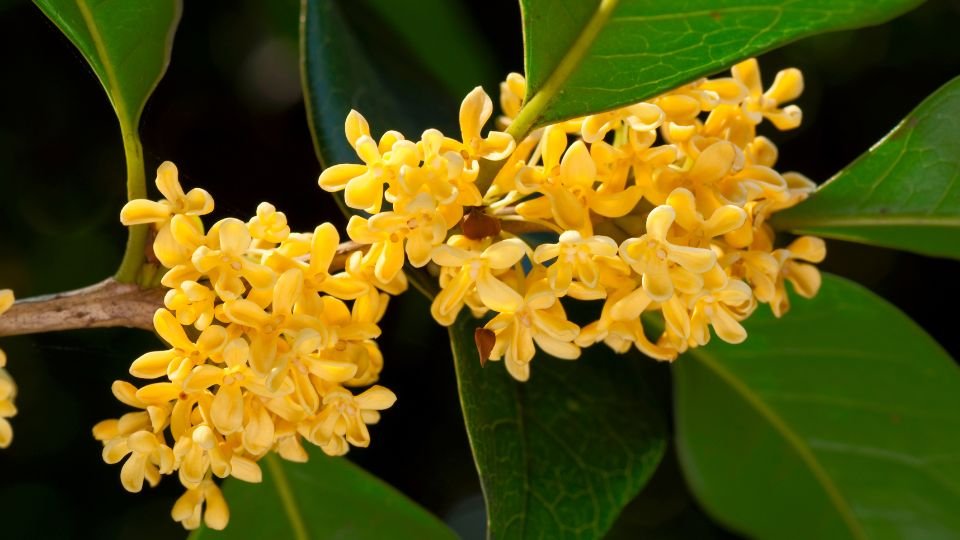 Illatcserje virágai, sárga színű, buja zöld levelek között, gyönyörű látványt nyújtva.