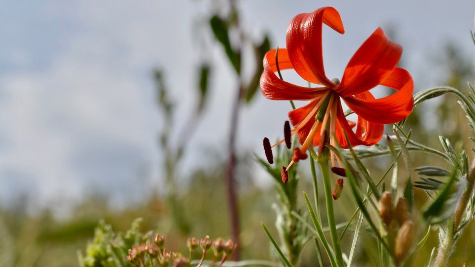 Kinai liliom Lilium davidii 1