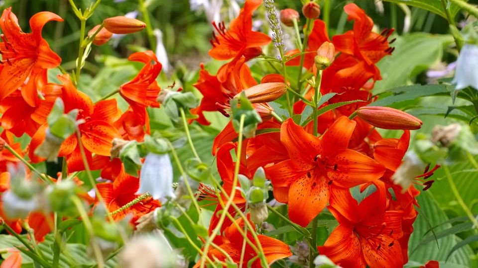 Tavaszi kertben virágzó, élénk narancssárga kínai liliomok, zöld levelek között.