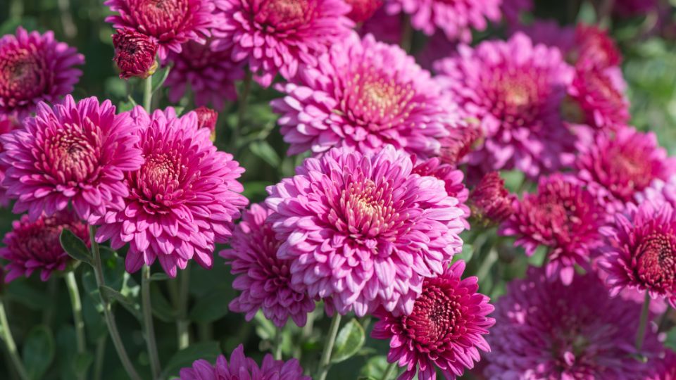 Krizantem Chrysanthemum 1