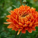 Krizantem Chrysanthemum