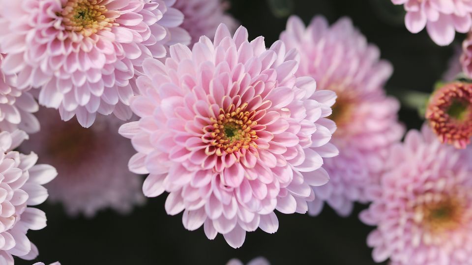 Krizantem Chrysanthemum 3