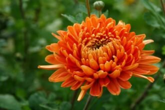 Egy gyönyörű narancssárga krizantém virág, zöld háttérrel.