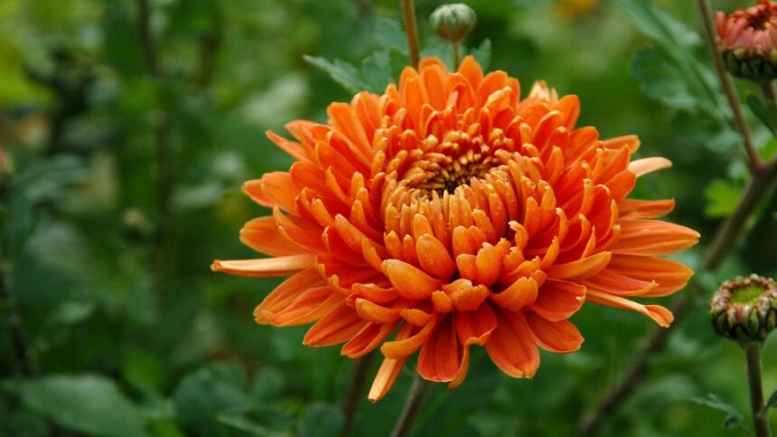Krizantem Chrysanthemum