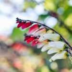 Mexikoi csodahajnalka Ipomoea lobata