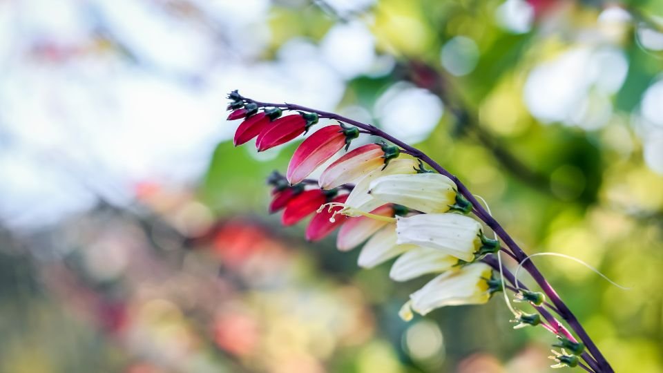 A Mexikói csodahajnalka színes virágai egy napfényes kertben, élénk színekben pompáznak.