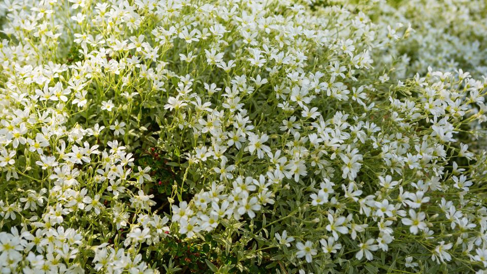 Molyhos Madarhur Cerastium tomentosum 1