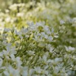 Molyhos Madarhur Cerastium tomentosum
