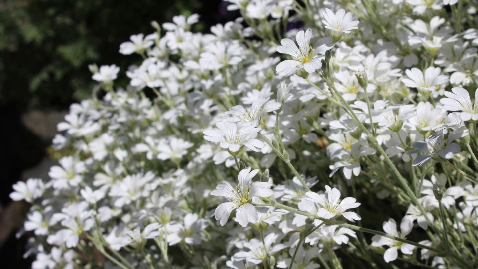 Molyhos Madarhur Cerastium tomentosum 2