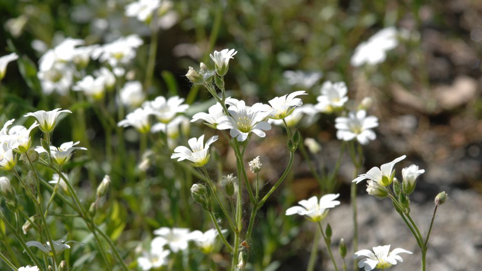 Molyhos Madarhur Cerastium tomentosum 3