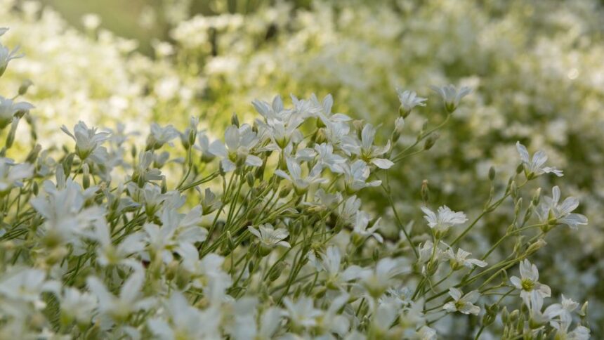 Molyhos Madarhur Cerastium tomentosum