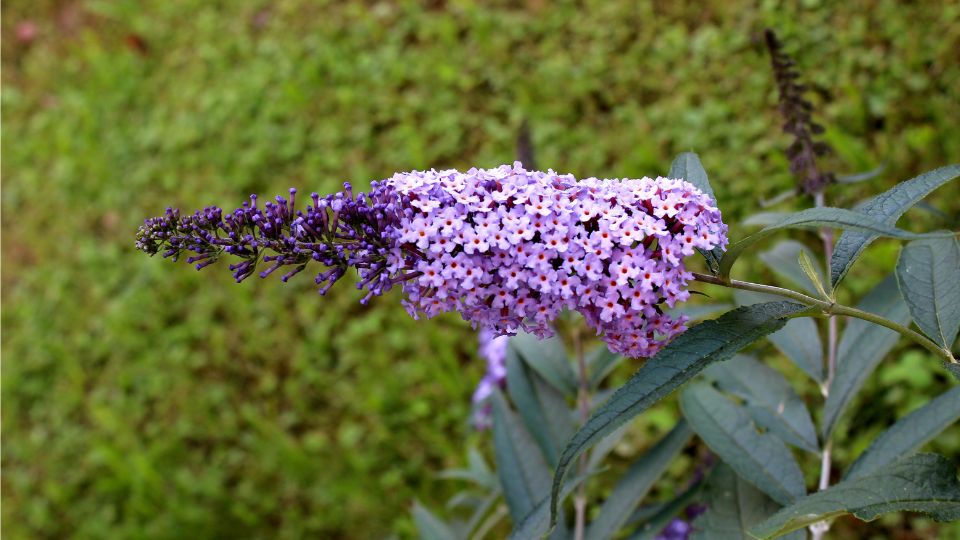 Nyariorgona Buddleia davidii 1
