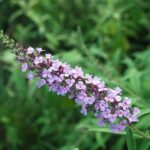 Nyariorgona Buddleia davidii
