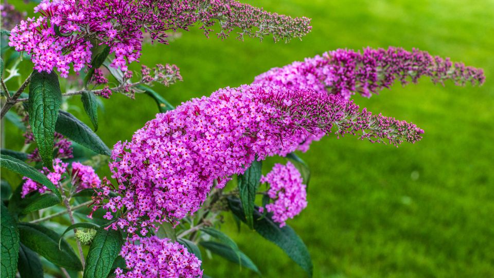 Nyariorgona Buddleia davidii 2