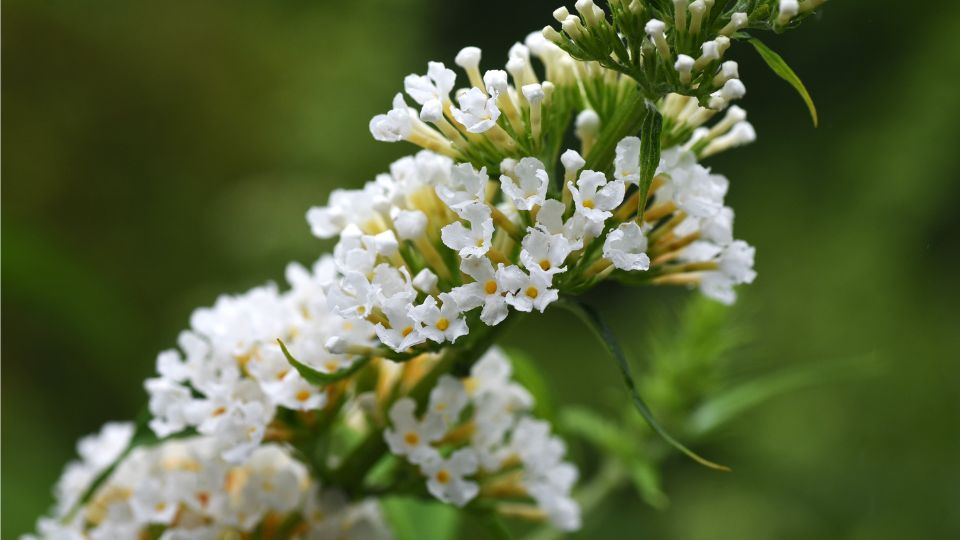 Nyariorgona Buddleia davidii 3