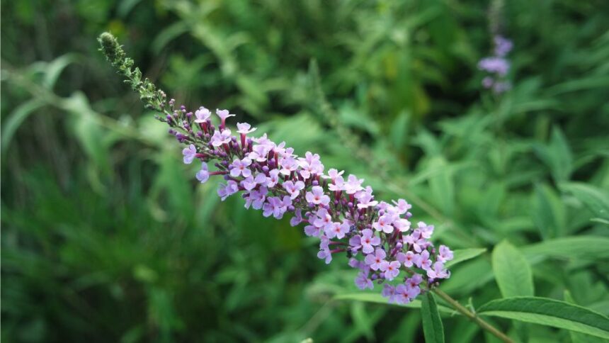 Nyariorgona Buddleia davidii
