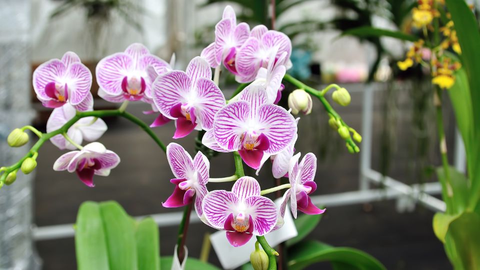 Orchidea