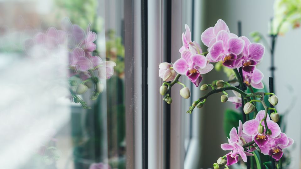 Orchidea gondozasa 1