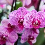 Orchidea gondozasa