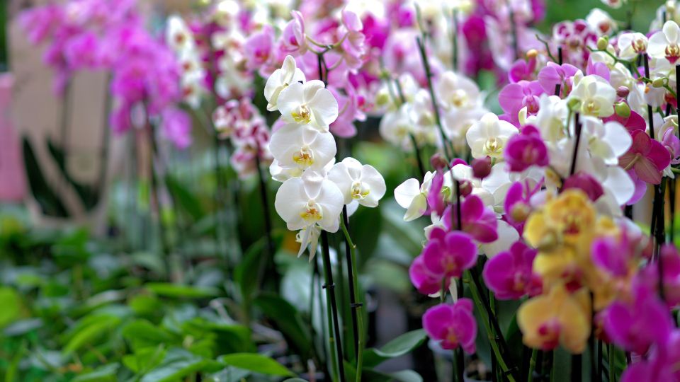 Orchidea gondozasa 2