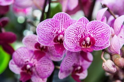 Orchidea gondozasa