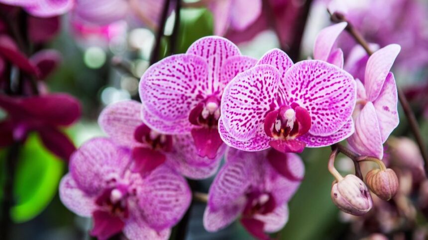 Orchidea gondozasa
