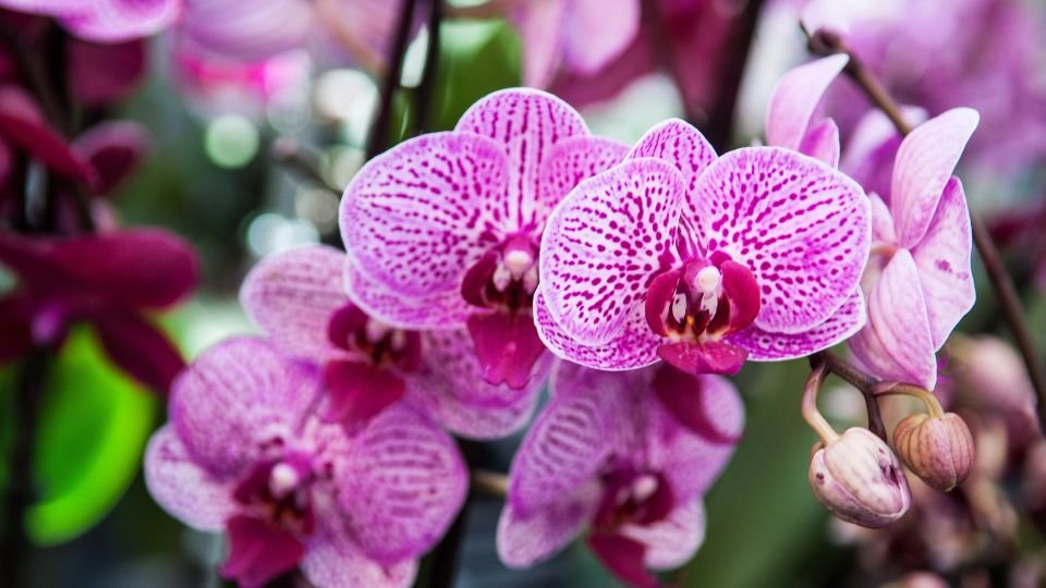 Gyönyörű rózsaszín orchideák, amelyek virágzik a kertben, élénk színekben pompáznak.