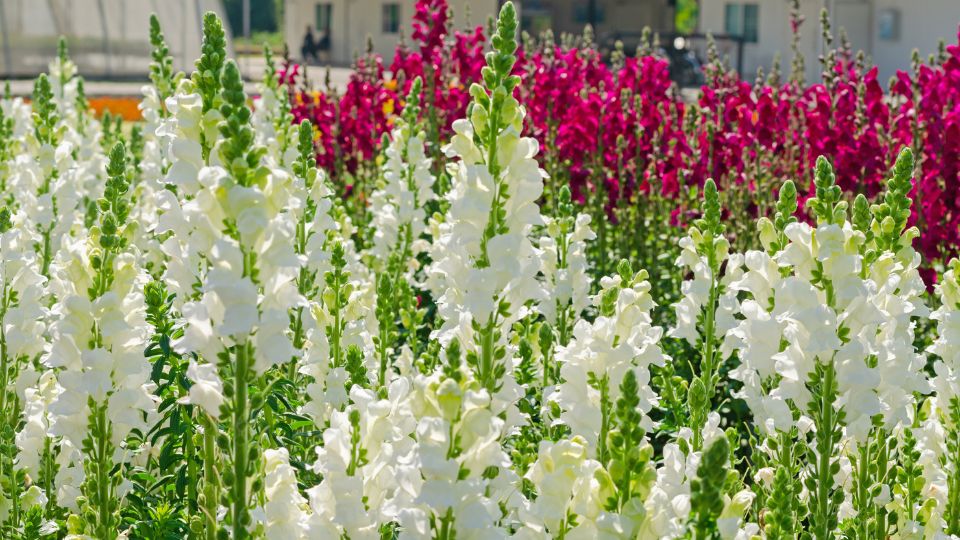 Oroszlanszaj Antirrhinum majus 1