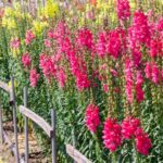 Oroszlanszaj Antirrhinum majus
